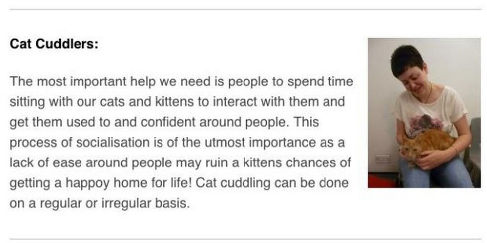 Advert for cat cuddlers