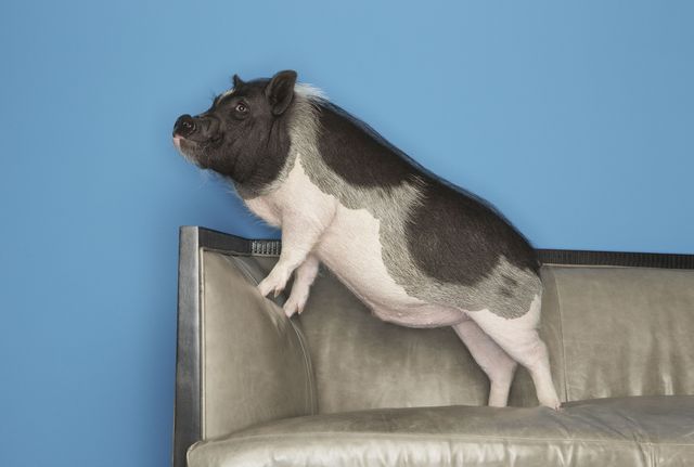 Pig chilling on a sofa. NBD.