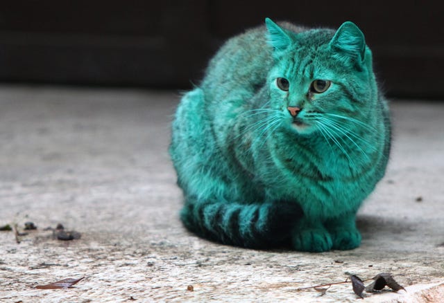 Green Cat spotted in Varna, Bulgaria