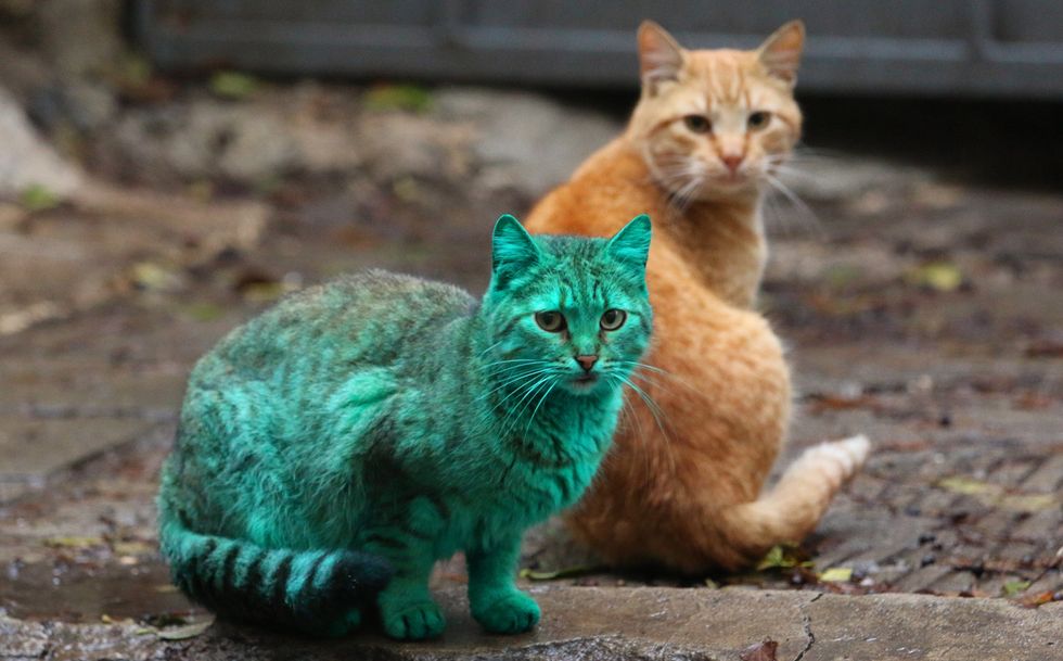 Green Cat spotted in Varna, Bulgaria