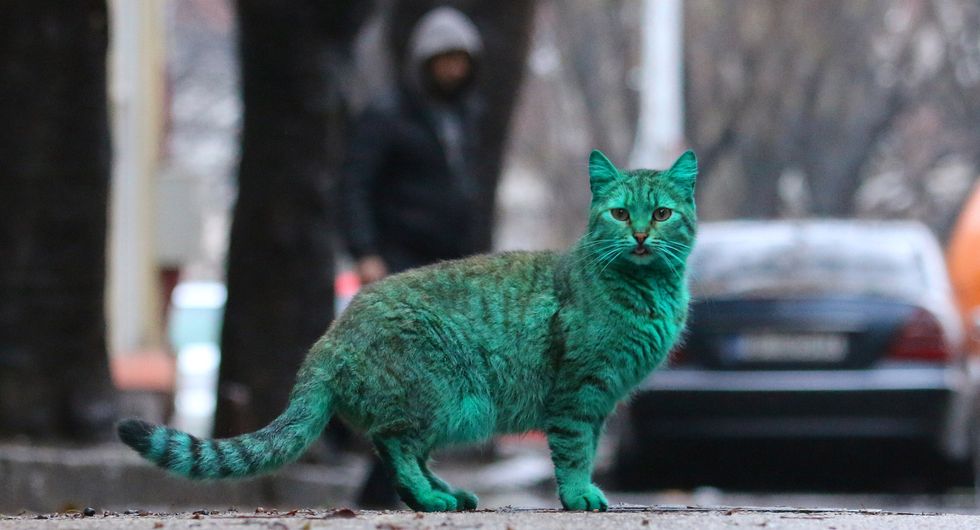 Green Cat spotted in Varna, Bulgaria