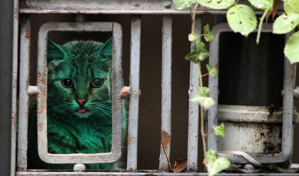 Green Cat spotted in Varna, Bulgaria