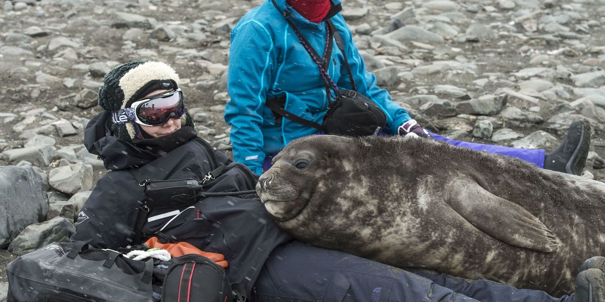 Woman sits down for a rest... and then a seal pup falls asleep on her