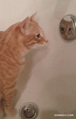 cat reflection bath funny