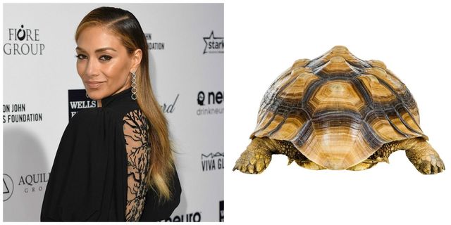 Nicole Sherzinger with a tortoise