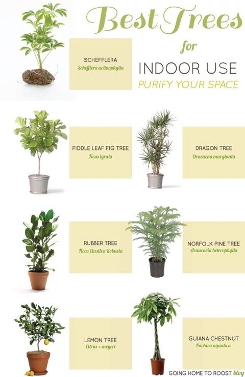  Best  indoor  plants  Indoor  plants 