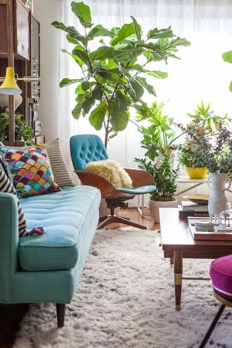 Plants In Living Room Interesting Decorating Ideas Plants In Living Room Interesting Decorating Ideas