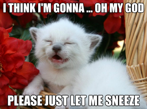 cat needs to sneeze hayfever