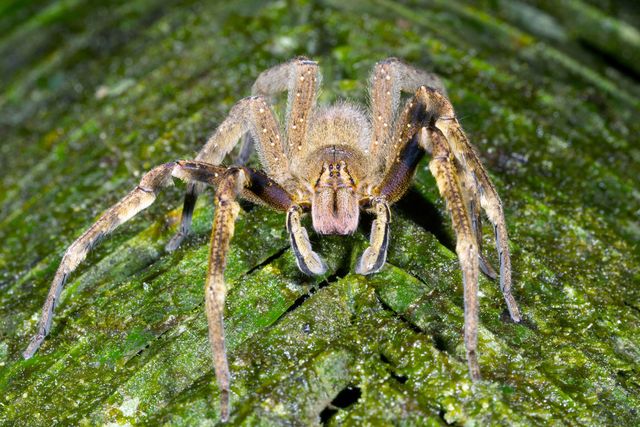 Phoneutria, Brazilian Wandering Spider, banana spider, the world's deadliest spider