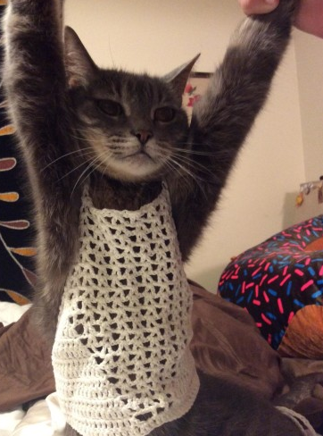 A parent made her cat try on a crochet top to make a hilarious point about one size fits all