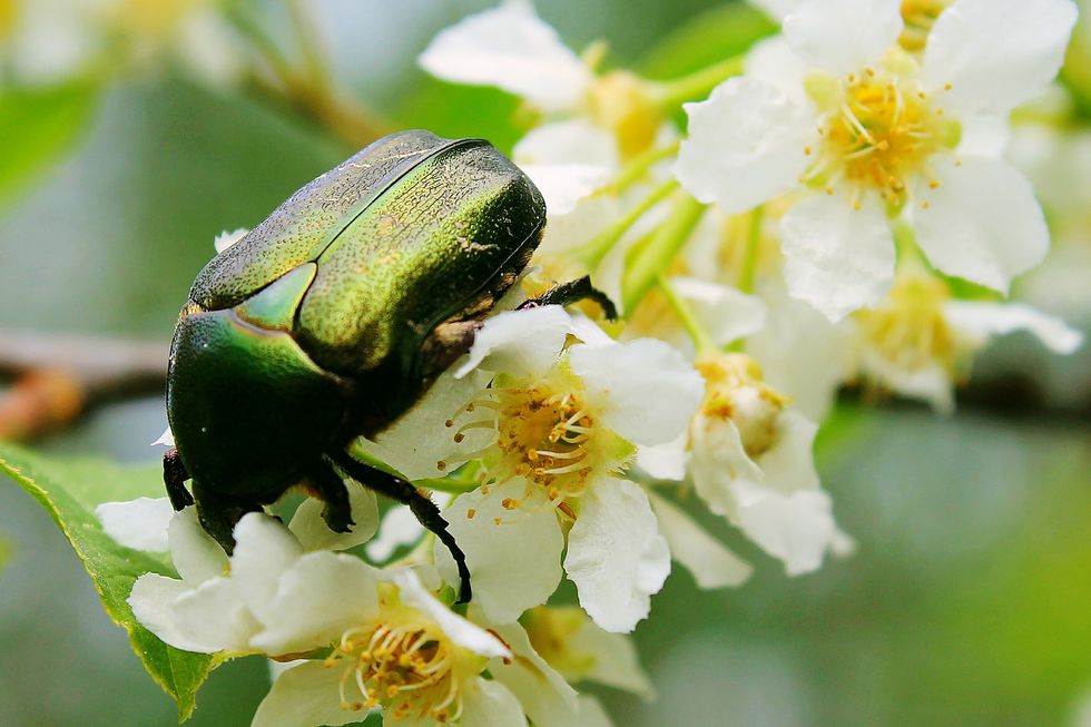 Scarab beetle