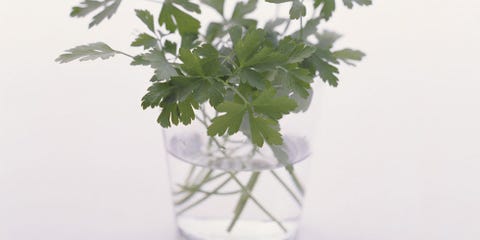 Herbs in water Herbs in water