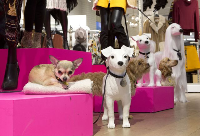 River Island X Dogs Trust doggie mannequins