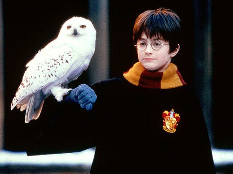 This fan theory about why Hedwig had to die in Harry Potter is SO ...