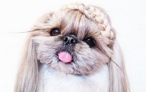 The best tressed dog on Instagram