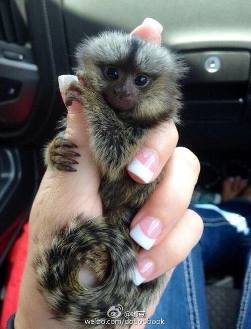 real life finger monkeys