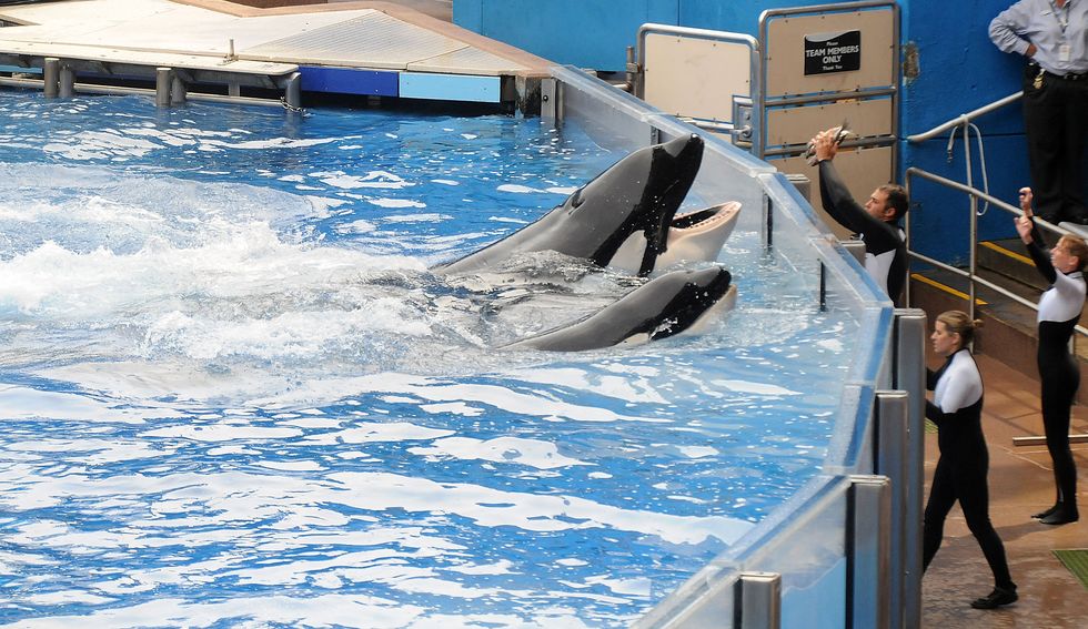 SeaWorld Orca, Tilikum, may be dying from a bacterial infection