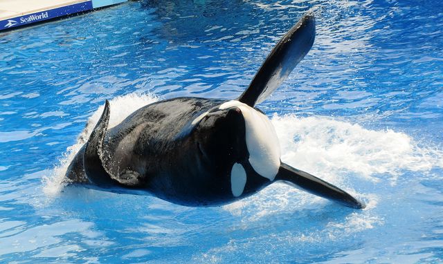 SeaWorld Orca, Tilikum, may be dying from a bacterial infection