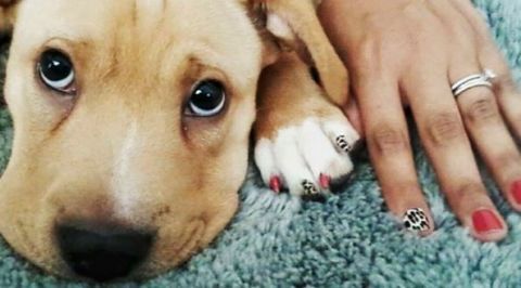Doggy manicures are trending