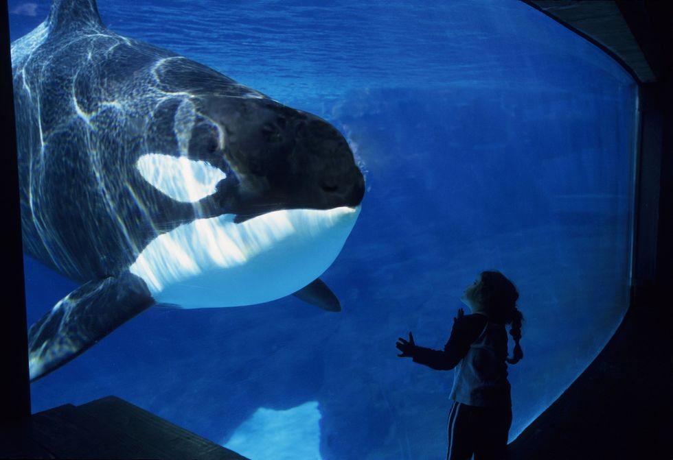 Seaworld Announces The End Of Its Orca Breeding Program