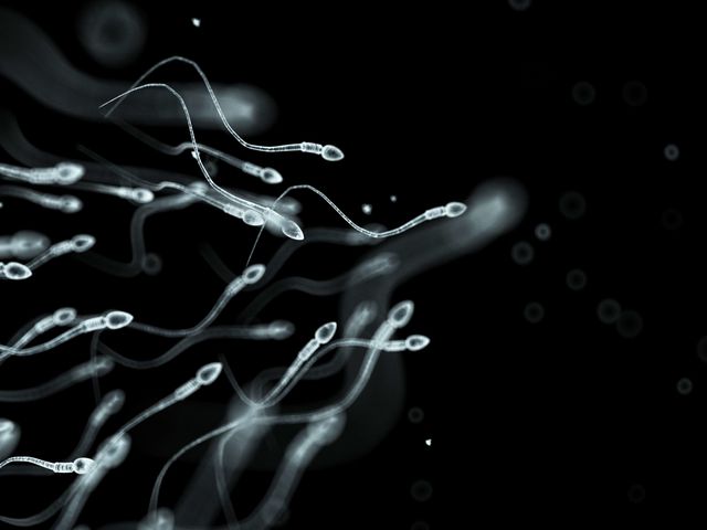 Sperm going towards egg