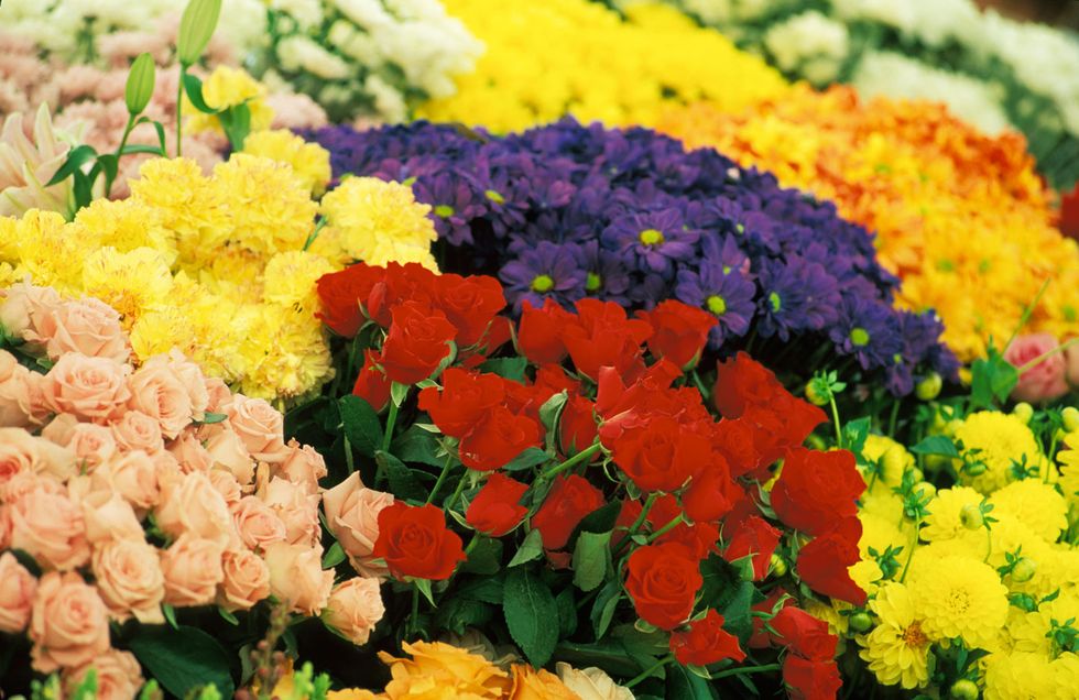 Blue, Yellow, Flower, Petal, Orange, Floristry, Groundcover, Annual plant, Garden, Peach, 