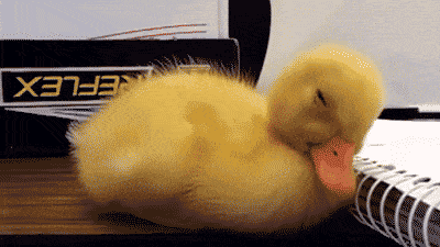 duck falling asleep