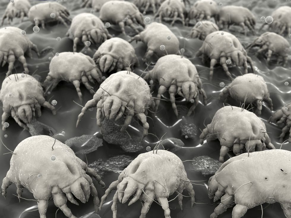 dust mites, bugs, bacteria