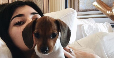 Kylie Jenner Got A New Puppy As An Early Birthday Present And Shes
