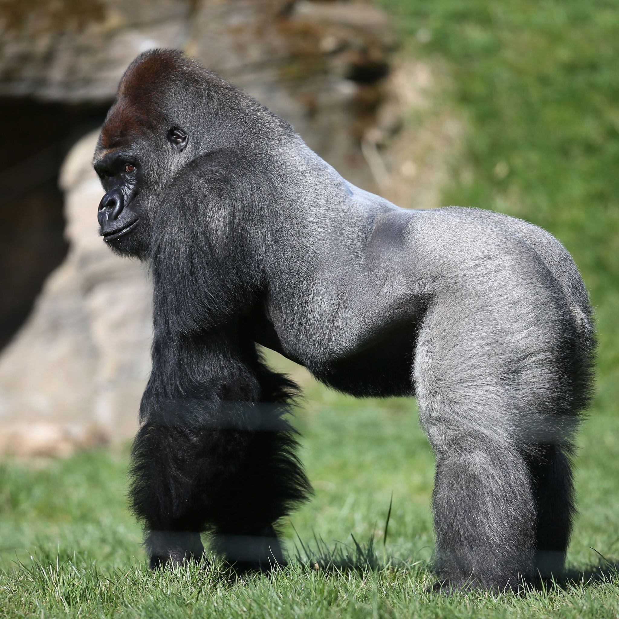 Alpha Silverback Gorilla