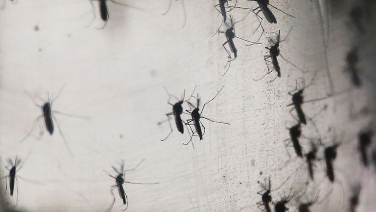 Woman in UK infected with Zika virus through sexual transmission, health officials say