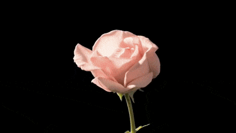 Pink, Petal, Garden roses, Flower, Rose, Rose family, Plant, Cut flowers, Flowering plant, Floribunda, 