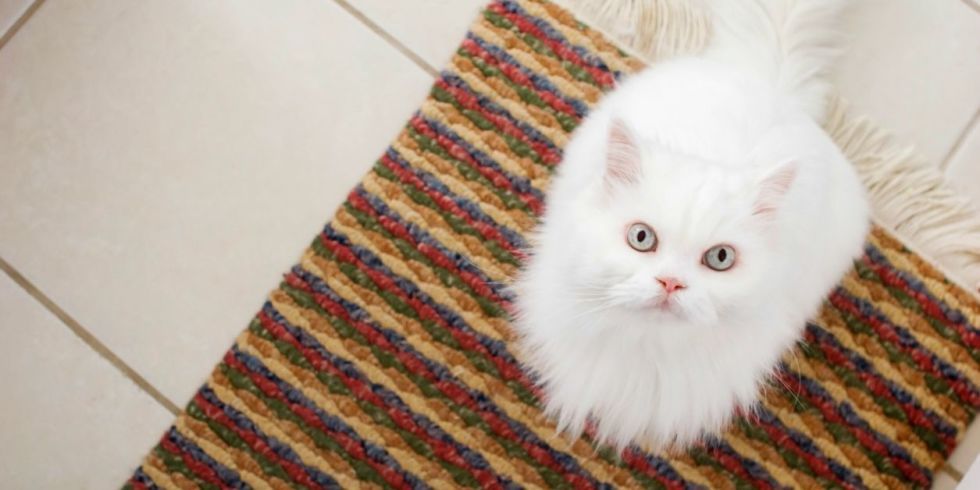 Textile, Small to medium-sized cats, Felidae, Cat, Carnivore, Whiskers, Flooring, Fur, Persian, Woven fabric, 