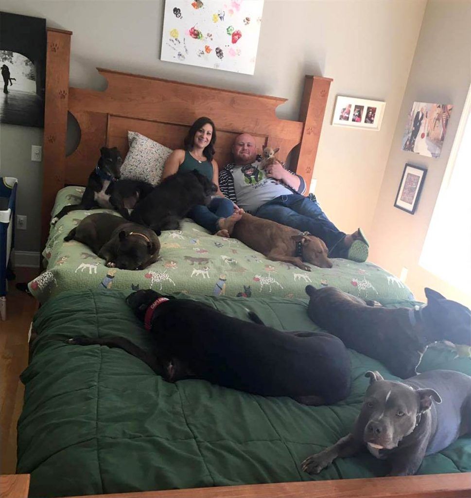 This couple built a giant bed so their dogs could sleep with them