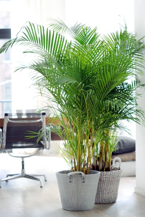 The 8 House Plants That Could Improve Your Night S Sleep Joy Of Plants