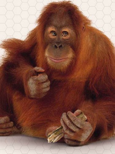 Organism, Finger, Lip, Cheek, Skin, Vertebrate, Primate, Forehead, Orangutan, Terrestrial animal, 