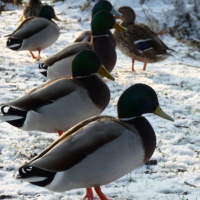 <p>Ducks playing in the snow, posted by Horne65.</p><p> </p><p><a href="chatroom/topic/64766"><strong>Post your snow pictures here. </strong></a><br /></p>