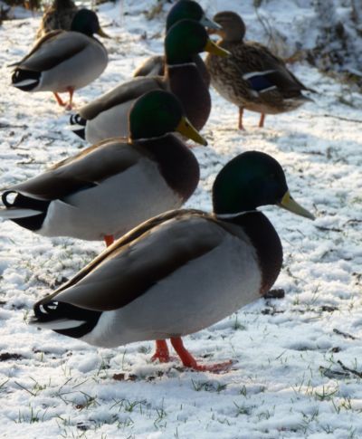 <p>Ducks playing in the snow, posted by Horne65.</p><p> </p><p><a href="chatroom/topic/64766"><strong>Post your snow pictures here. </strong></a><br /></p>
