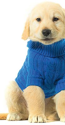 <p>Does your friend like to dress up her pooch? If the answer is yes, then how adorable is this little Benetton jumper for dogs. If you win you get to choose between blue or pink in sizes S, M and L (large is French Bulldog size). Cute with a capital C.</p>
<p>Shop for more amazing gift ideas at <a title="http://www.benetton.com/gift-ideas/dogs-clothing-2/" href="http://www.benetton.com/gift-ideas/dogs-clothing-2/" target="_blank">Benetton</a><br /><br /></p>