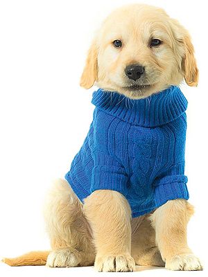 <p>Does your friend like to dress up her pooch? If the answer is yes, then how adorable is this little Benetton jumper for dogs. If you win you get to choose between blue or pink in sizes S, M and L (large is French Bulldog size). Cute with a capital C.</p>
<p>Shop for more amazing gift ideas at <a title="http://www.benetton.com/gift-ideas/dogs-clothing-2/" href="http://www.benetton.com/gift-ideas/dogs-clothing-2/" target="_blank">Benetton</a><br /><br /></p>