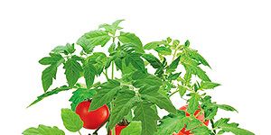 <p>Grow Your Own Cherry Tomatoes, £2.99, <a href="http://www.play.com/Gadgets/Gadgets/4-/34861898/0/Grow-Your-Own-Cherry-Tomatoes/ListingDetails.html?searchstring=&searchtype=&searchsource=2&searchfilters=ae212{646425%2c651489%2c651005%2c651426%2c651466%2c650798%2c650554%2c651470%2c650832}%2b+ae233{0-4.99}%2bae233{0-4.99}%2b&urlrefer=search" target="_blank">Play.com</a></p>