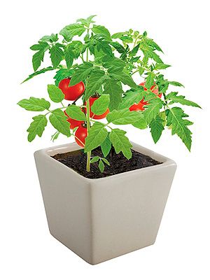 <p>Grow Your Own Cherry Tomatoes, £2.99, <a href="http://www.play.com/Gadgets/Gadgets/4-/34861898/0/Grow-Your-Own-Cherry-Tomatoes/ListingDetails.html?searchstring=&searchtype=&searchsource=2&searchfilters=ae212{646425%2c651489%2c651005%2c651426%2c651466%2c650798%2c650554%2c651470%2c650832}%2b+ae233{0-4.99}%2bae233{0-4.99}%2b&urlrefer=search" target="_blank">Play.com</a></p>