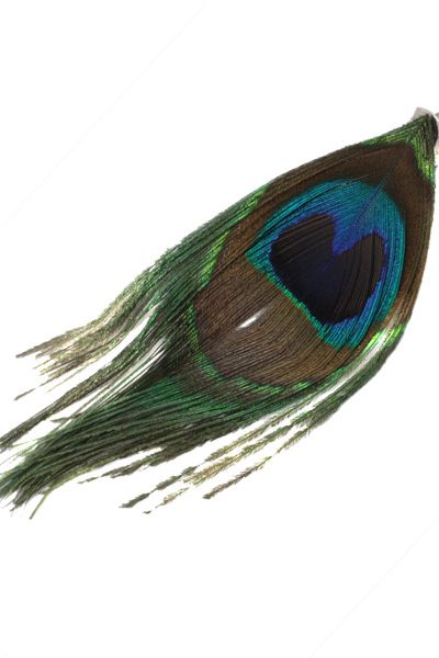 Peacock Hair Clip, £4, <a target="_blank" href="http://www.asos.com/Asos/Asos-Peacock-Clip/Prod/pgeproduct.aspx?iid=498110#parentID=-1&pge=0&pgeSize=20&sort=-1">www.ASOS.com</a> - recessionistas will feel as pretty and proud as a peacock wearing this deceptively expensive looking decorative feather clip.  <br />