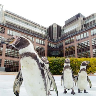 Aww, how adorable is this! These five Humboldt penguins were the first to enjoy the Broadgate Ice Rink, which has now opened to the public for the winter season. Make sure you grab some friends or bag a date for the most iconic activity of the festive season  and visit one of London's most glam outdoor ice rinks. If Broadgate doesn't tickle your fancy, then there's bound to be one to suit you. Savvy shoppers could head to the Westfield rink, fashionistas to Somerset House, history buffs to Hampton Court, natural beauties to Kew Gardens, culture vultures to the Natural History Museum and gothic glamourpusses to The Tower Of London! Check out <a href="http://www.viewlondon.co.uk/tickets/ice-skating-london-feature-roundup-4302.html">View</a> and see which rink suits you best!</p>