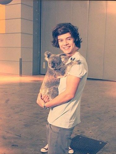 <p>This picture of Harry Styles clutching a koala bear made our heart melt. Look at those dimples, those lips, and the floppy hair.</p>
<p> </p>