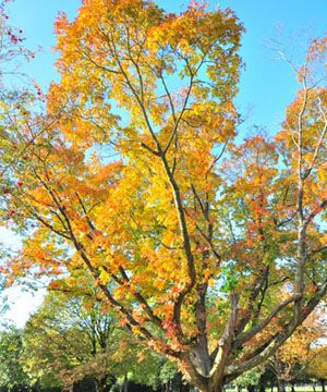 Nature, Branch, Yellow, Deciduous, Twig, Leaf, Tree, Orange, Amber, Woody plant, 