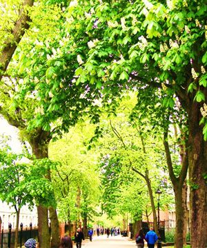 Green, Branch, Leaf, Tree, People in nature, Woody plant, Travel, Pedestrian, Walking, Deciduous, 