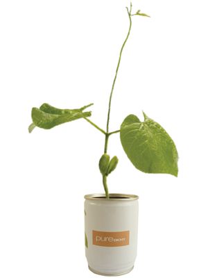 Leaf, Botany, Plant stem, Annual plant, Herbaceous plant, Herb, Herbal, Cylinder, Pedicel, 