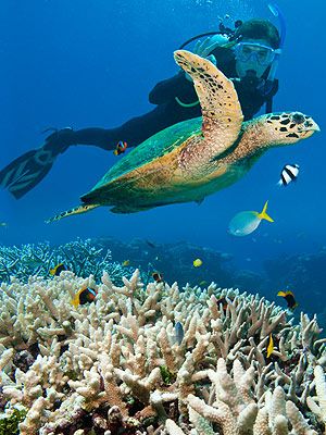 Underwater, Fluid, Organism, Natural environment, Vertebrate, Underwater diving, Water, Diving equipment, Coral, Coral reef, 