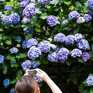Blue, Flower, Purple, Shrub, Flowering plant, Majorelle blue, Electric blue, Violet, Garden, Lavender, 